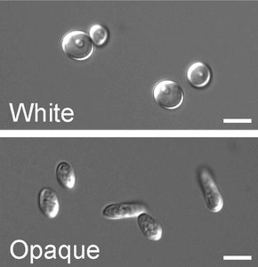 Candida albicans white and opaque morphologies