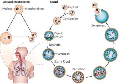 Pneumocystis cysts under microscope