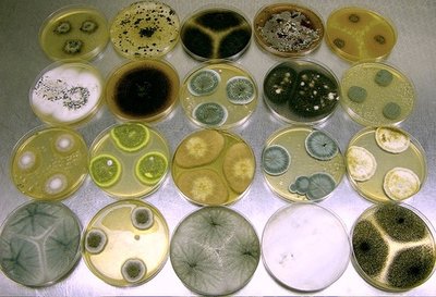 Penicillium colonies in petri dishes