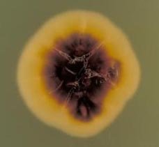 Trichophyton rubrum colony on agar