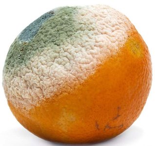 Moldy orange