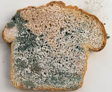 Moldy bread