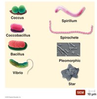 Typical prokaryotic morphologies