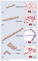 Arrangements of bacilli
