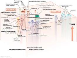 Prokaryotic taxonomy
