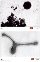 Archaea
