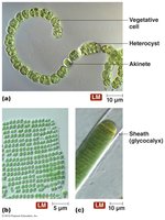 Cyanobacteria with different growth habits