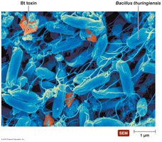 Bt toxin produced by Bacillus thuringiensis