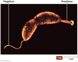 Prostheca in Alphaproteobacteria