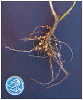 Nodules on pea plant roots