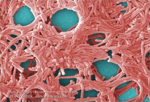 Purple sulfur bacteria