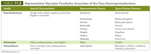 Glycolytic facultative anaerobes