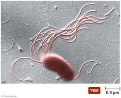 Pseudomonas with polar flagella