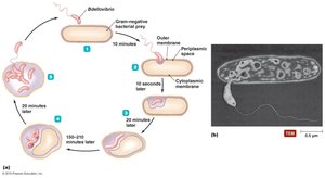Bdellovibrio life cycle