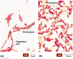 Endospores in vegetative cells