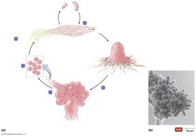 Myxobacteria life cycle