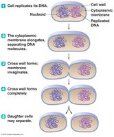 Binary fission in prokaryotes