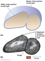 Snapping division in prokaryotes