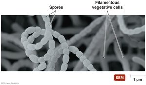 Spores of actinomycetes