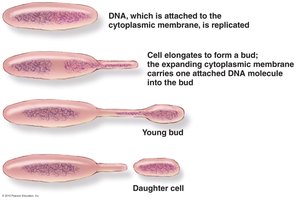 Budding in prokaryotes