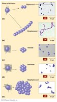 Arrangements of cocci