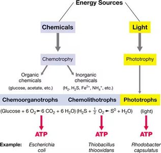 Energy sources in microbes