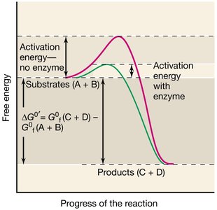 Activation energy and enzyme catalysis