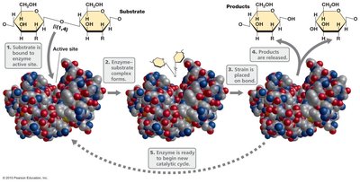 Enzyme-substrate complex