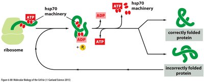 hsp70 chaperone mechanism