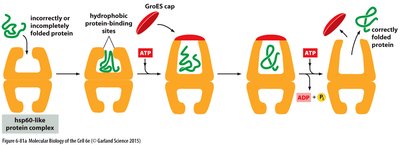 hsp60 chaperone mechanism