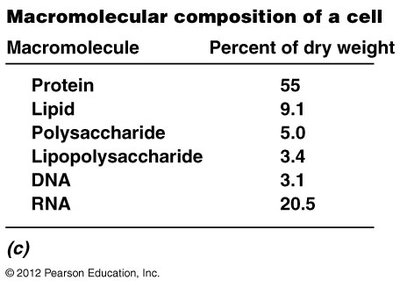 Macromolecular composition of a cell