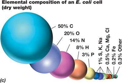 Elemental composition of an E. coli cell