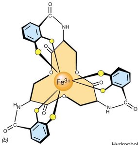 Structure of a phenolic siderophore