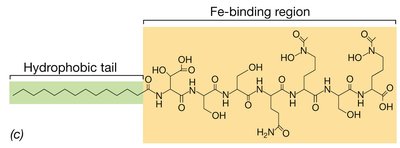 Structure of a peptide siderophore