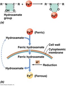 Hydroxamate siderophore mechanism