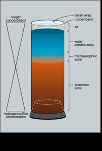 Winogradsky column