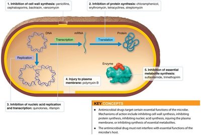 Diagram showing bacteriostatic vs. bactericidal antibiotics