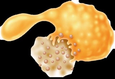 Injury to the plasma membrane of a yeast cell caused by an antifungal drug