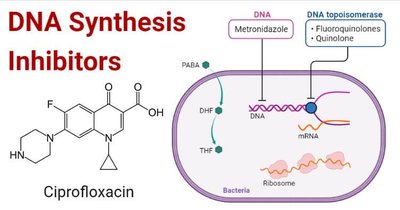 DNA synthesis inhibitors, including ciprofloxacin