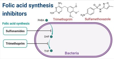 Folic acid synthesis inhibitors: sulfonamides and trimethoprim