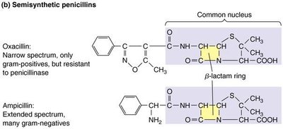 Amoxicillin capsules