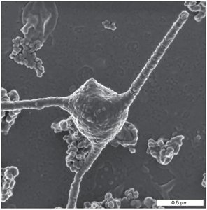Bacterial cell with flagella and pili