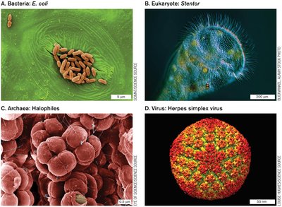 Major categories of microorganisms: Bacteria, Eukaryote, Archaea, Virus