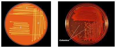 Streak plate method for colony isolation