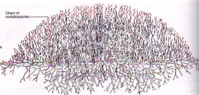 Chain of conidiospores in actinomycetes