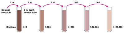 Spread plate method for counting colonies