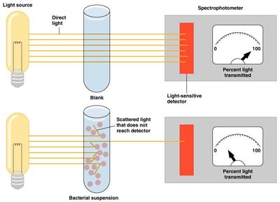 Spectrophotometer measuring turbidity of a bacterial suspension
