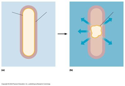 Effect of osmotic pressure on microbial cells