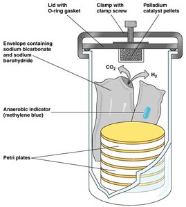 Anaerobic jar for culturing anaerobes