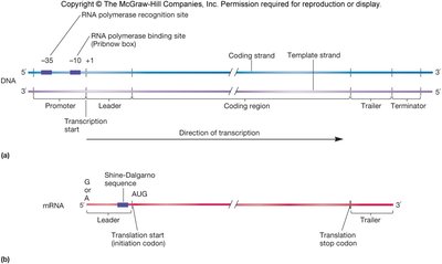 Transcription unit: promoter, coding region, terminator